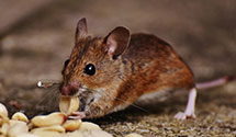 24 Hour & Emergency Exterminators in Virginia, MN